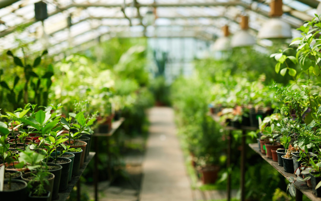 3 Benefits of Commercial Greenhouse Rolling Benches
