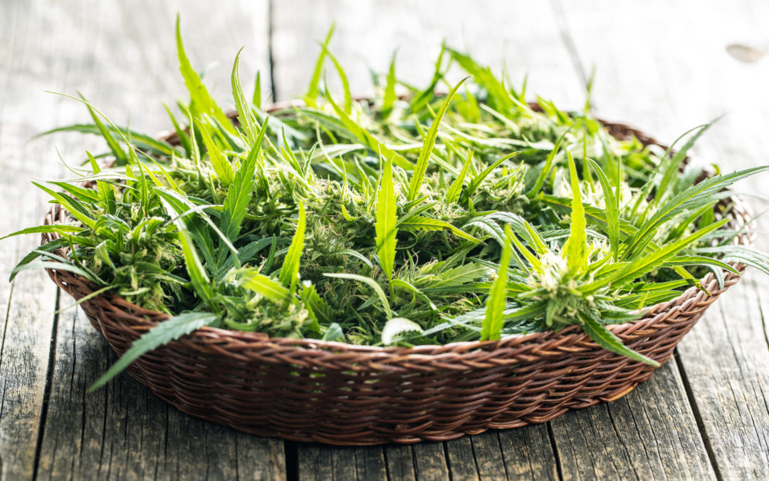 Why Buying in Bulk Is a Good Idea for Your Cannabis Business